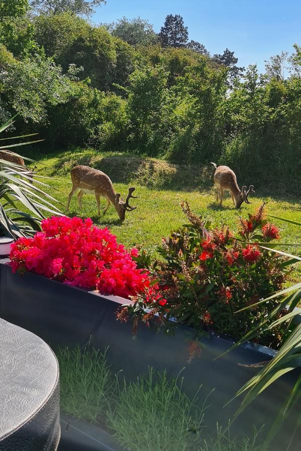 B&B Het Duinhuisje Met Jacuzzi, Gratis Parkeren, 2 Fietsen Te Leen, Airco Зандворт Екстер'єр фото